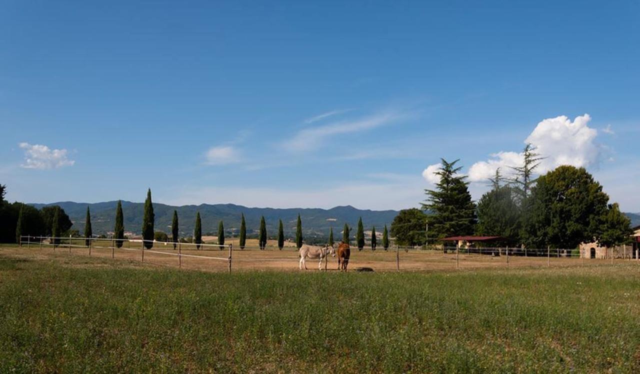 Camping Village Mugello Verde San Piero a Sieve Phòng bức ảnh